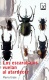 Los Escarabajos Vuelan Al Atardecer